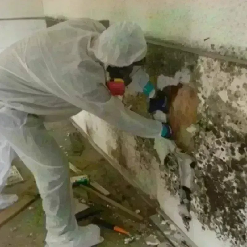 Mold Remediation and Removal in Reston, VA